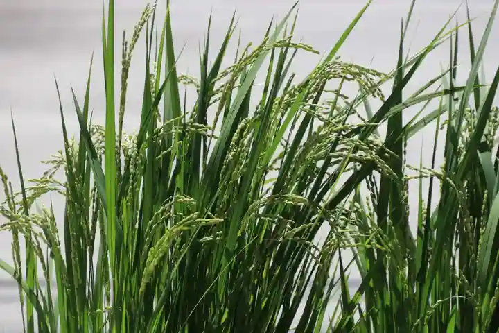 大鏑神社の授与品その他