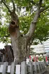 阿邪訶根神社の自然