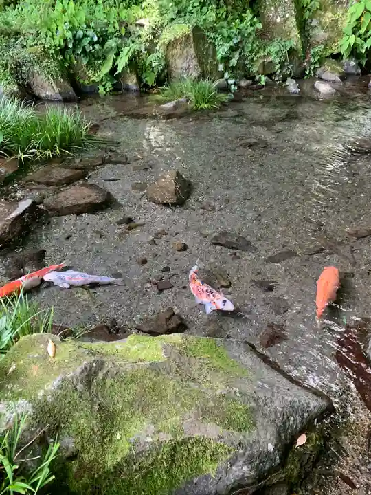 玉簾神社の動物