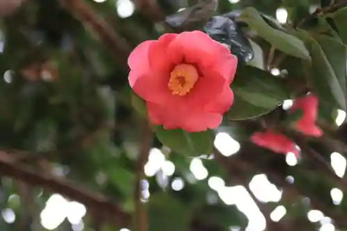 鹿島大神宮の自然