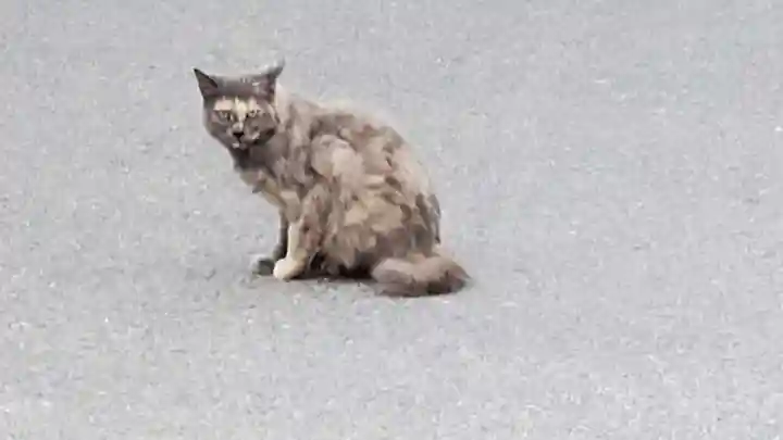 皇産靈神社の動物