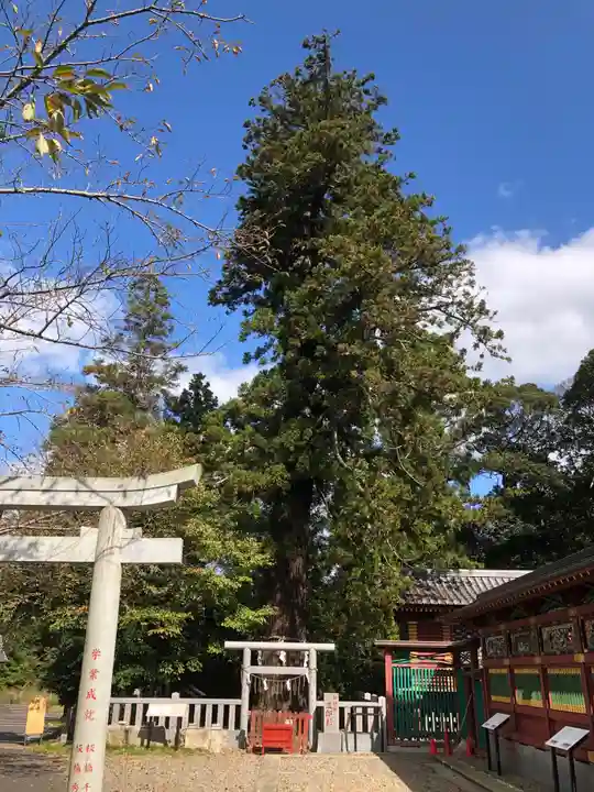 大杉神社の鳥居
