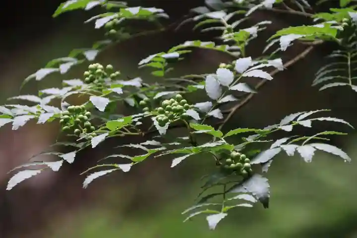 鹿島大神宮の自然