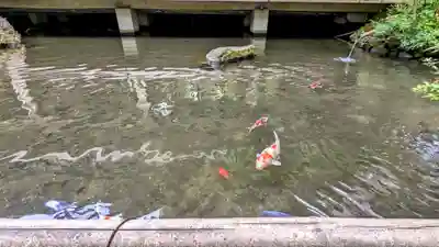 子安神社の動物