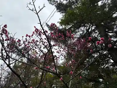 長浜八幡宮の自然