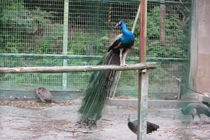 園城寺(三井寺)の動物