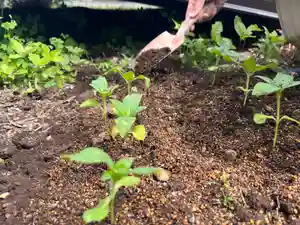 秩父札所十三番 慈眼寺の庭園(2023年05月28日(日) 14時03分52秒投稿)