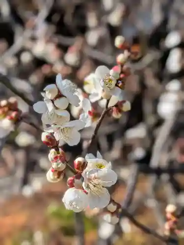 福蔵院(東京都)