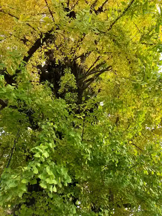 飛木稲荷神社の自然