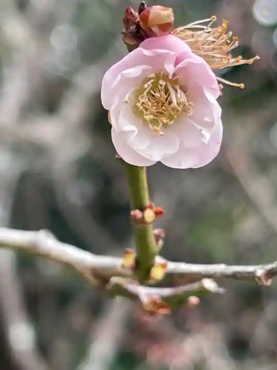 荏柄天神社の自然