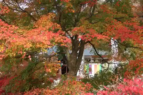 観音正寺の自然