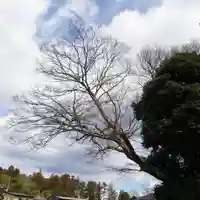 愛宕神社の自然