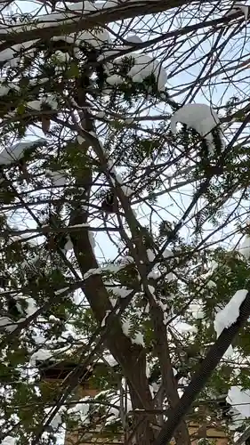 白石神社の自然