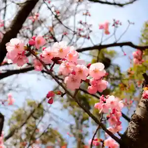 三津厳島神社の自然(2022年03月21日(月) 15時32分46秒投稿)