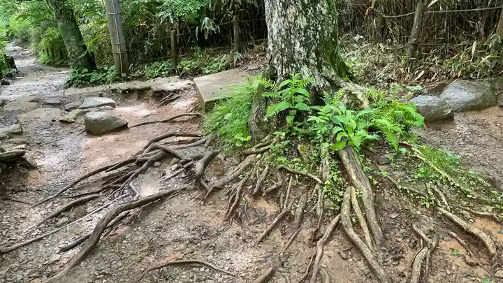 筑波山神社の自然