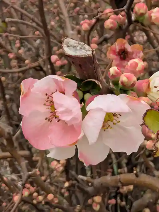 寳生院(東京都)