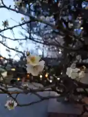 熊野神社の自然