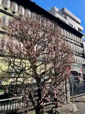 眞性寺(東京都)