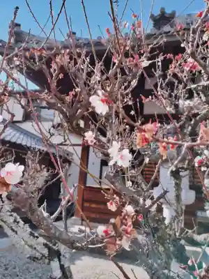 西方寺の{uncategorized: "未分類", other: "その他", undefined: "問題あり", building: "その他建物", grave: "お墓", sacred_gate: "鳥居", guardian: "狛犬", statue: "像", buddha: "仏像", history: "歴史", nature: "自然", garden: "庭園", animal: "動物", pagoda: "塔", temizu: "手水舎", mountain_gate: "山門・神門", sanctuary: "本殿・本堂", subordinate: "末社・摂社", art: "芸術", scenery: "景色", jizo: "地蔵", ema: "絵馬", goshuin: "御朱印", omikuji: "おみくじ", items: "授与品その他", amulet: "お守り", goshuincho: "御朱印帳", eats: "食事", festival: "お祭り", votive_dance: "神楽", shichigosan: "七五三参", wedding: "結婚式", experience: "体験その他", initially: "初詣", around: "周辺", anti_infection: "感染症対策"}
