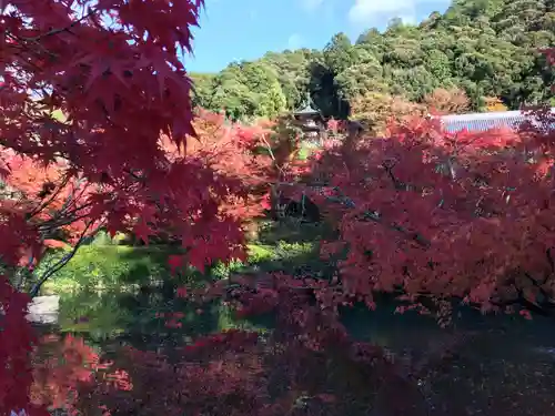禅林寺（永観堂）の自然