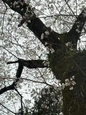 花岳寺の{uncategorized: "未分類", other: "その他", undefined: "問題あり", building: "その他建物", grave: "お墓", sacred_gate: "鳥居", guardian: "狛犬", statue: "像", buddha: "仏像", history: "歴史", nature: "自然", garden: "庭園", animal: "動物", pagoda: "塔", temizu: "手水舎", mountain_gate: "山門・神門", sanctuary: "本殿・本堂", subordinate: "末社・摂社", art: "芸術", scenery: "景色", jizo: "地蔵", ema: "絵馬", goshuin: "御朱印", omikuji: "おみくじ", items: "授与品その他", amulet: "お守り", goshuincho: "御朱印帳", eats: "食事", festival: "お祭り", votive_dance: "神楽", shichigosan: "七五三参", wedding: "結婚式", experience: "体験その他", initially: "初詣", around: "周辺", anti_infection: "感染症対策"}