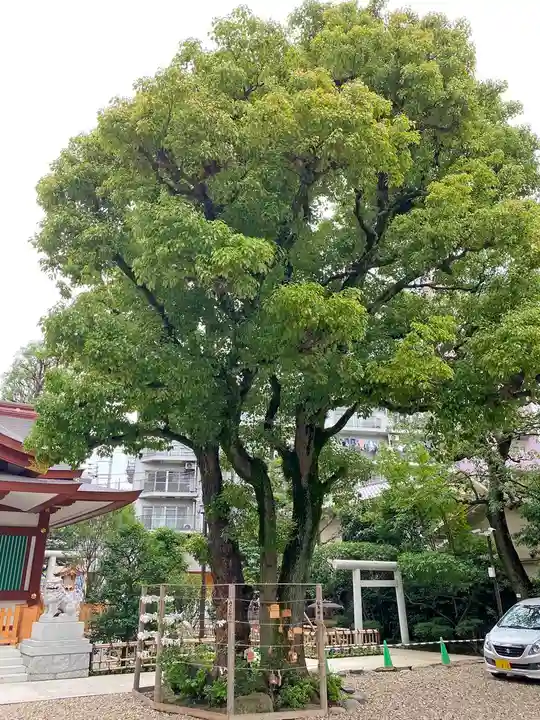 蒲田八幡神社の自然