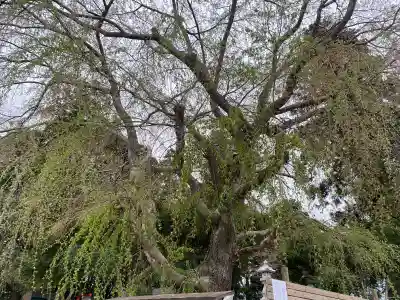 台渡里八幡神社の{uncategorized: "未分類", other: "その他", undefined: "問題あり", building: "その他建物", grave: "お墓", sacred_gate: "鳥居", guardian: "狛犬", statue: "像", buddha: "仏像", history: "歴史", nature: "自然", garden: "庭園", animal: "動物", pagoda: "塔", temizu: "手水舎", mountain_gate: "山門・神門", sanctuary: "本殿・本堂", subordinate: "末社・摂社", art: "芸術", scenery: "景色", jizo: "地蔵", ema: "絵馬", goshuin: "御朱印", omikuji: "おみくじ", items: "授与品その他", amulet: "お守り", goshuincho: "御朱印帳", eats: "食事", festival: "お祭り", votive_dance: "神楽", shichigosan: "七五三参", wedding: "結婚式", experience: "体験その他", initially: "初詣", around: "周辺", anti_infection: "感染症対策"}