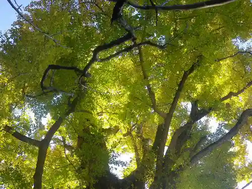 荏柄天神社の自然