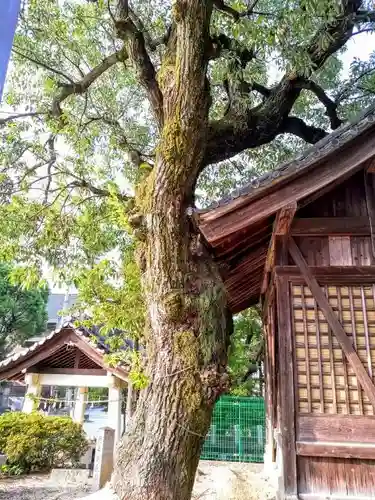 藤井神社（横根藤井神社）の自然