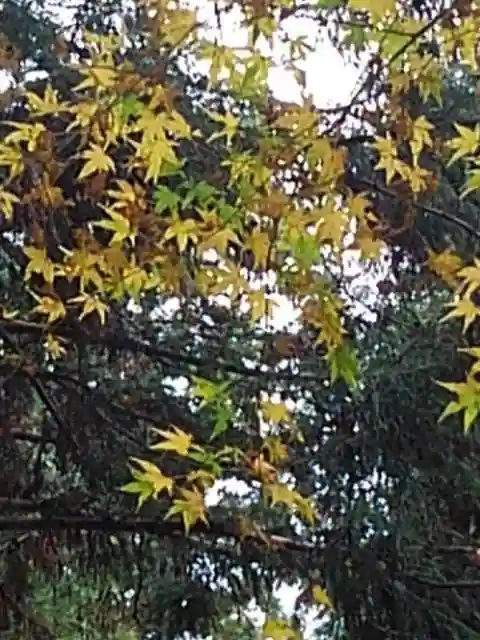 高尾山薬王院の庭園