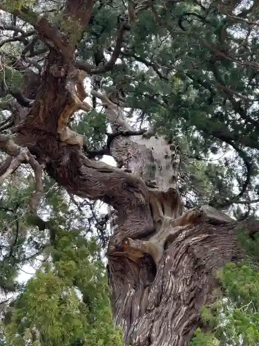 木幡神社の{uncategorized: "未分類", other: "その他", undefined: "問題あり", building: "その他建物", grave: "お墓", sacred_gate: "鳥居", guardian: "狛犬", statue: "像", buddha: "仏像", history: "歴史", nature: "自然", garden: "庭園", animal: "動物", pagoda: "塔", temizu: "手水舎", mountain_gate: "山門・神門", sanctuary: "本殿・本堂", subordinate: "末社・摂社", art: "芸術", scenery: "景色", jizo: "地蔵", ema: "絵馬", goshuin: "御朱印", omikuji: "おみくじ", items: "授与品その他", amulet: "お守り", goshuincho: "御朱印帳", eats: "食事", festival: "お祭り", votive_dance: "神楽", shichigosan: "七五三参", wedding: "結婚式", experience: "体験その他", initially: "初詣", around: "周辺", anti_infection: "感染症対策"}