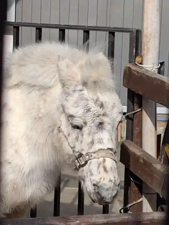 五方山熊野神社(東京都)