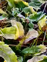 蚊里田八幡宮(長野県)