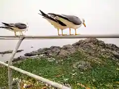 蕪嶋神社の動物