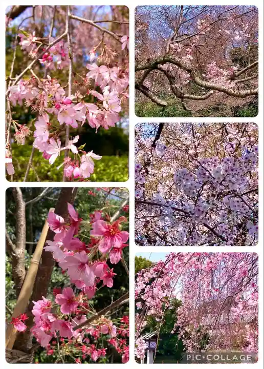 櫻木神社(千葉県)