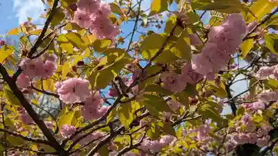 平野神社(京都府)