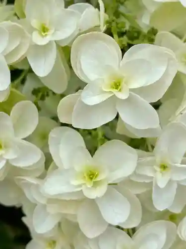 六孫王神社(京都府)