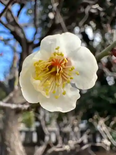 布多天神社(東京都)