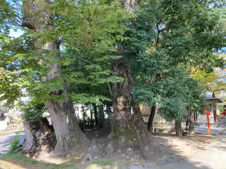 上野総社神社の自然