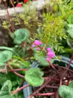 三輪神社の自然