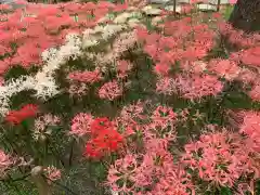 横浜　西方寺の自然