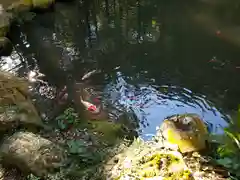 大矢田神社の動物