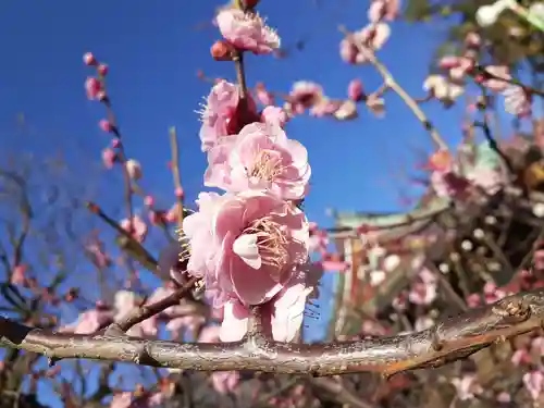 亀戸天神社の自然