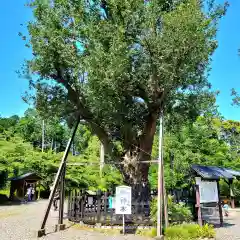 天宮神社の自然