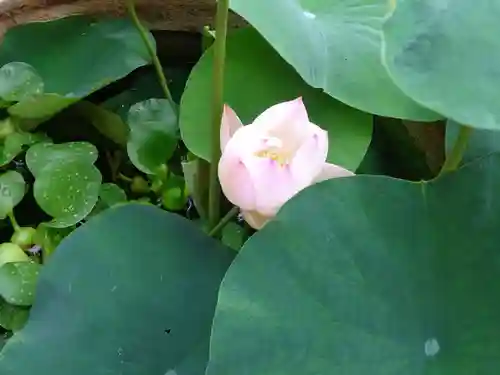 浄土宗 光明山 大蓮寺（照曜会館）の自然