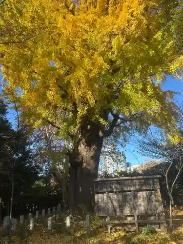芝東照宮の自然