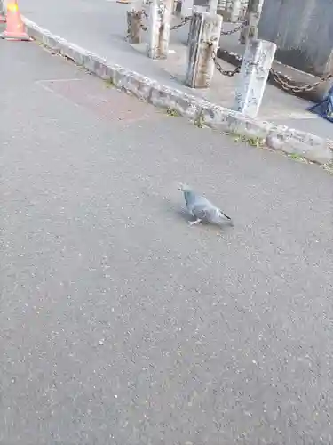櫻岡大神宮の動物