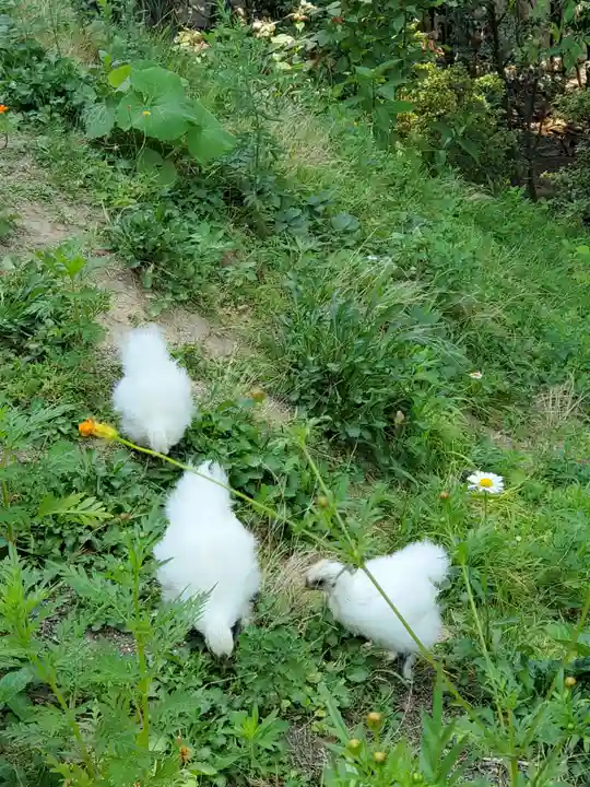 高屋敷稲荷神社(福島県)