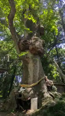 中村八幡宮の{uncategorized: "未分類", other: "その他", undefined: "問題あり", building: "その他建物", grave: "お墓", sacred_gate: "鳥居", guardian: "狛犬", statue: "像", buddha: "仏像", history: "歴史", nature: "自然", garden: "庭園", animal: "動物", pagoda: "塔", temizu: "手水舎", mountain_gate: "山門・神門", sanctuary: "本殿・本堂", subordinate: "末社・摂社", art: "芸術", scenery: "景色", jizo: "地蔵", ema: "絵馬", goshuin: "御朱印", omikuji: "おみくじ", items: "授与品その他", amulet: "お守り", goshuincho: "御朱印帳", eats: "食事", festival: "お祭り", votive_dance: "神楽", shichigosan: "七五三参", wedding: "結婚式", experience: "体験その他", initially: "初詣", around: "周辺", anti_infection: "感染症対策"}
