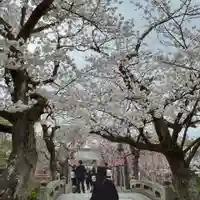 三嶋大社の自然